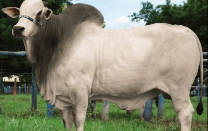 Genética Aditiva disponibiliza o melhor touro do Brasil