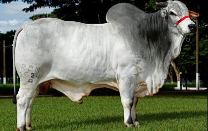Criadores investem em animais da Genética Aditiva  e produzem touros de central de sêmen