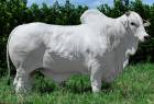 Touro Nelore PO REM OXIGENIO FIV GEN.ADT