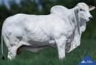 Touro Nelore PO REM NOCAUTE FIV GENETICA ADITIVA