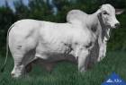 Touro Nelore PO REM NITRO FIV GENETICA ADITIVA