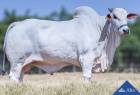 Touro Nelore PO REM NÍTIDO FIV GENETICA ADITIVA