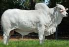 Touro Nelore PO REM NAMORADO FIV GENETICA ADITIVA