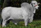 Touro Nelore PO REM MAGNUM GENETICA ADITIVA