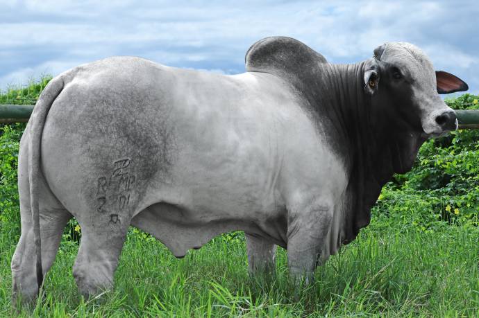 REM OCTANE FIV GEN.ADT (Nelore PO)