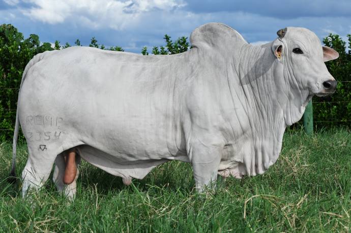 REM NUCLEAR FIV GENETICA ADITIVA (Nelore PO)