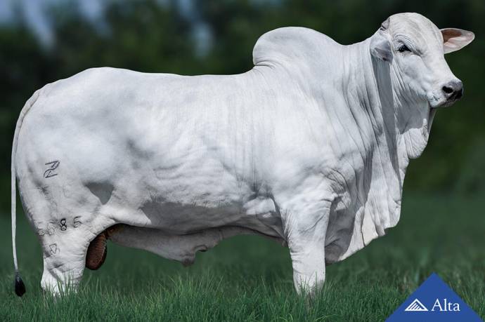 REM NOCAUTE FIV GENETICA ADITIVA (Nelore PO)
