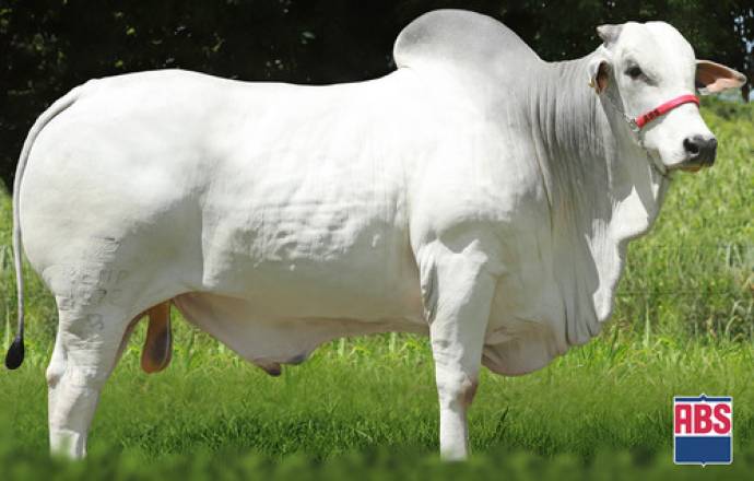 REM MERITO GEN. ADT (Nelore PO)