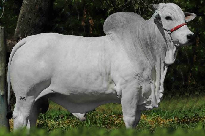 REM MAGNUM GENETICA ADITIVA (Nelore PO)