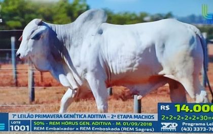 REM HÓRUS Genética Aditiva, touro líder do Geneplus, é avaliado em mais de R$ 1 milhão