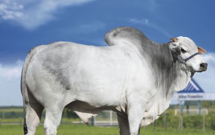 REM USP, touro recordista da raça Nelore, vai se aposentar