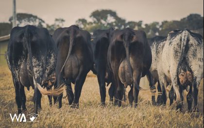 Girolando: a raça leiteira ideal para sua propriedade