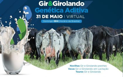 12º Leilão Gir e Girolando Genética Aditiva será realizado no dia 31 de maio
