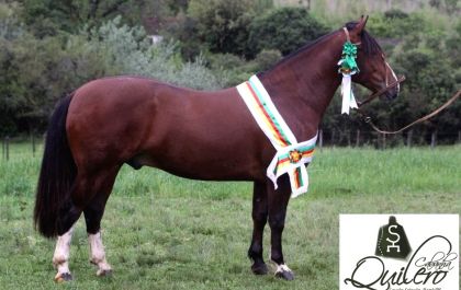 Cavalo Crioulo Quilero Valentin é valorizado em R$ 900 mil
