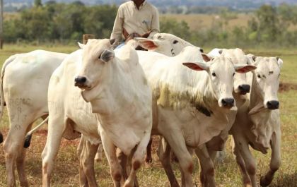 Genética Aditiva comercializa touros selecionados para garantir maior lucratividade ao produtor