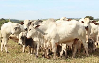 Genética Aditiva comercializa 180 touros com média geral de R$ 10.930,00