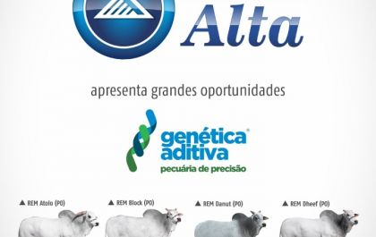 Genética Aditiva ofertará sêmen de touros no Programa da ALTA Especial Corte nesta noite