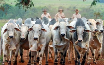 Touros Nelore à venda