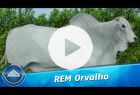 Touro Nelore PO REM ORVALHO FIV GEN.ADT