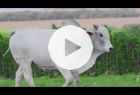 Touro Nelore PO REM299N FIV GENETICA ADI