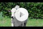 Touro Nelore PO REM OFICIAL FIV GEN.ADT