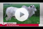 Touro Nelore PO REM NATO FIV GENETICA ADITIVA