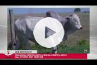 Touro Nelore PO REM NITERÓI FIV GENETICA ADITIVA