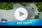 Touro Nelore PO REM OXFORD FIV GEN.ADT