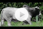 Touro Nelore PO REM OCTANE FIV GEN.ADT