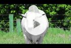 Touro Nelore PO REM ORIGINAL FIV GEN.ADT