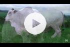 Touro Nelore PO REM NAVEGANTE FIV GENETICA ADITIVA