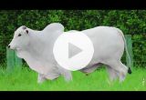 REM7099O FIV GENETICA AD (Nelore PO)