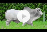 REM3004O FIV GENETICA AD (Nelore PO)