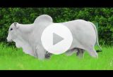 REM2992O FIV GENETICA AD (Nelore PO)