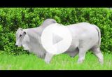 REM13738O FIV GENETICA A (Nelore PO)