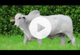 REM2927O FIV GENETICA AD (Nelore PO)