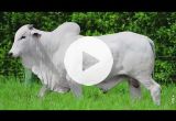 REM7045O FIV GENETICA AD (Nelore PO)
