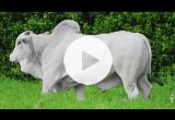 REM6831O FIV GENETICA AD (Nelore PO)