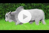 REM2902O FIV GENETICA AD (Nelore PO)