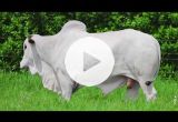 REM7145O FIV GENETICA AD (Nelore PO)