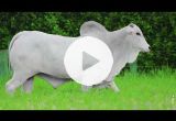 REM7002O FIV GENETICA AD (Nelore PO)