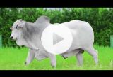 REM7143O FIV GENETICA AD (Nelore PO)