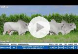 REM13758O GENETICA ADITI (Nelore PO)