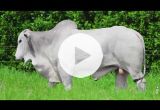 REM2896O FIV GENETICA AD (Nelore PO)