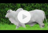 REM2982O FIV GENETICA AD (Nelore PO)