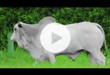REM7005O FIV GENETICA AD (Nelore PO)