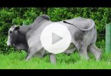 REM7148O FIV GENETICA AD (Nelore PO)