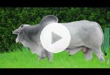 REM6896O FIV GENETICA AD (Nelore PO)
