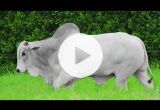 REM6897O FIV GENETICA AD (Nelore PO)