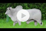 REM13781O GENETICA ADITI (Nelore PO)